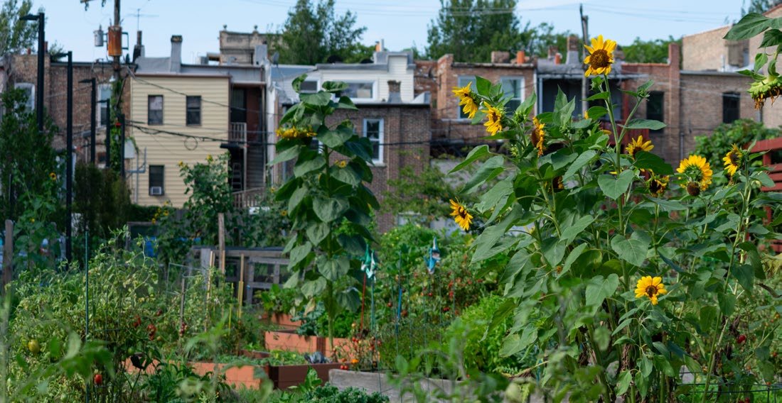 Sunflowers and raised garden beds in a community-managed garden between city row houses